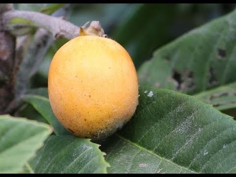 ビワの接ぎ木方法（改訂版）