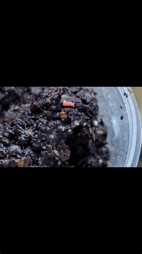 Orange/red spring tails in stock now. Small starter cultures approximately 10 per pot. Currently feeding on fishflakes and thin slices of mushrooms. Limited amounts available. £10 each #isopods #bioactivevivarium #bioactivereptilekeeping #bioactiveamphibians #naturalreptilekeeping #coasttocoastexotics | Coast To Coast Exotics Ltd | Facebook