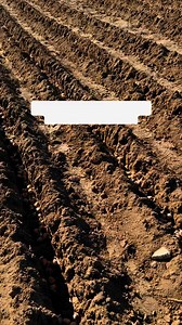 2.9K views · 32 reactions | Grow the World’s Most Expensive Spice…...