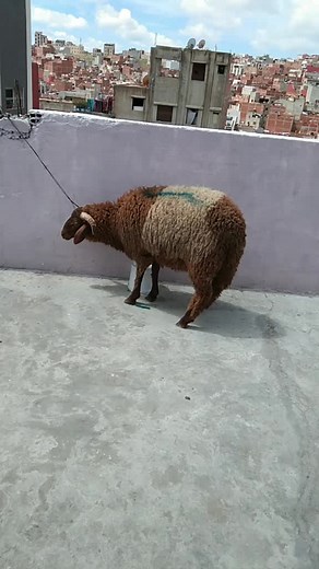 David Rofix sur TikTok