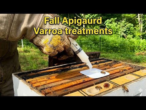 Mite Treating Bees (Fall treatment)