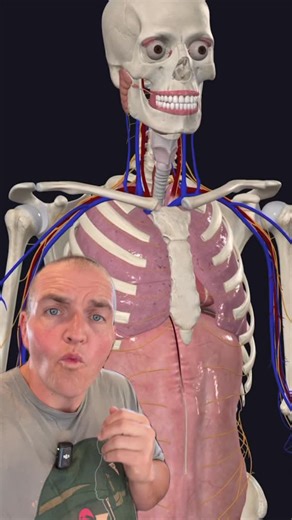 503K views · 17K reactions | What happens when you get shot in the neck? Spoiler: it’s nothing good, but it’s also more complicated than bleeding. #anatomy #science #medical | SCI Body Therapy | Facebook