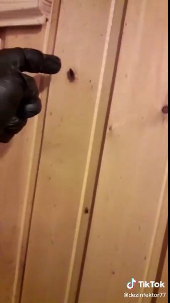 Effective Pest Control Tips for Homeowners