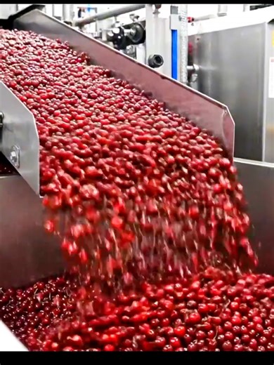 From Fresh Cherries to Packaged Black Forest Cakes Inside the Factory #treanding #cake #fun #FactoryProcess #manufacturing