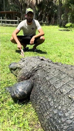 This gator was a bull🐊 #alligator #animals
