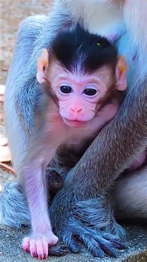 Really cute little monkey #cutebabymonkey #monkey