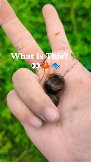 What Is This? 🌿👀 We found some amazing animals in nature! #Shorts #Animals #Wildlife