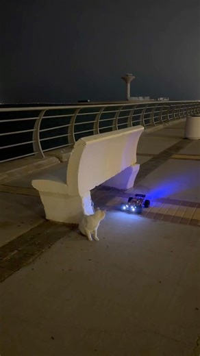 My cat vs remote car with panic mood🤣#viral#suscribe#trendy#trendingshorts#cat