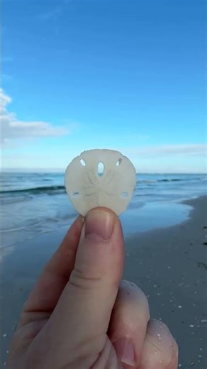Early bird gets the shells! Shelling is a popular activity at America’s Favorite Beaches. 🐚