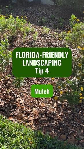 Make Your Landscape Florida-Friendly! Tip 4: Mulch Matters 🌾🪵 Mulch does more than make your yard look great, it helps your landscape thrive! ✅ Apply a 2–3 inch layer to retain moisture and reduce weeds ✅ Use organic mulch like pine straw, leaves, or bark ✅ Keep mulch a few inches away from plant bases to prevent rot The right mulch = less maintenance and healthier plants! Learn more at LakelandGov.net/WaterConservation | City of Lakeland, FL - Government