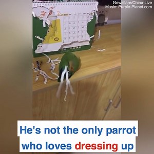 Parrots will always find a way to look snazzy! 😯 😂 | Daily Mail Video
