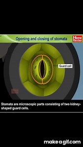 Opening & Closing of Stomata | Part 1 on Make a GIF