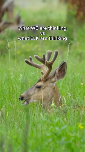 Estes Park visitors wanna take them home #expectationvsreality #nomnomnom #elk #estespark