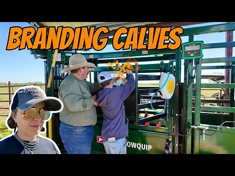 Learning How to Brand Cattle | Bar 7 Ranch