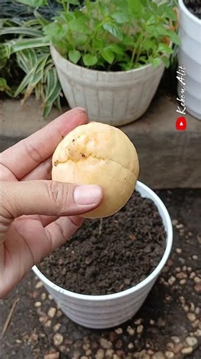 Don't Toss the Pit! A Beginner's Secret to Growing Avocados #alpukat #propagation #shortviral