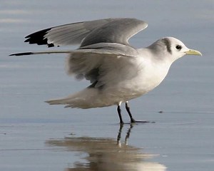 Black legged kittiwake - Alchetron, The Free Social Encyclopedia