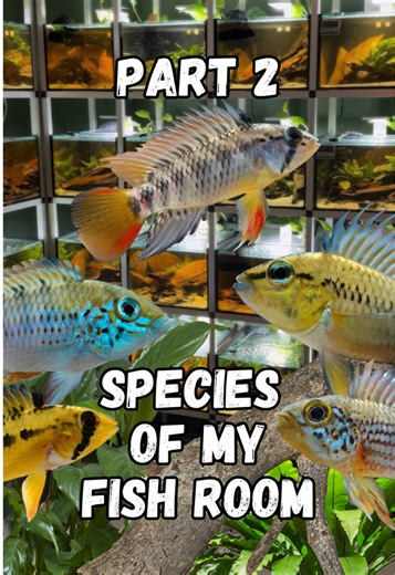 Exploring 20 More Apistogramma Species from My Aquarium
