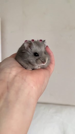 Campbell's Dwarf Hamsters: Fun Facts and Care Tips