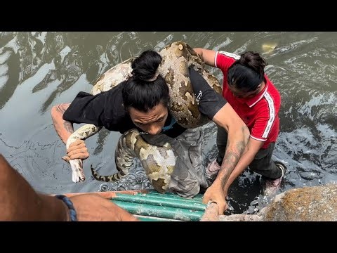 12FEET LONG PYTHON ATE DOG?!!