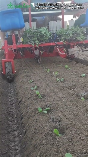 Four-row cabbage vegetable transplanting machine
