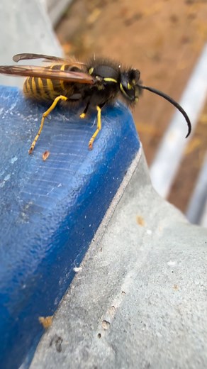 4K views · 70 reactions | Wasps are predatory insects related to bees...