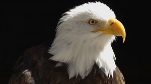 Bald Eagle Head Close Sitting On Stock Footage Video (100% Royalty-free) 3499410241 | Shutterstock