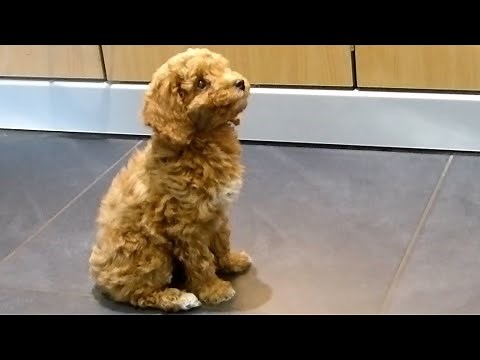Cockapoo puppy training - 1 - recall command
