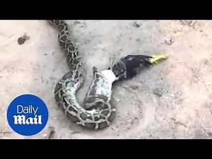 Massive 12ft python regurgitates farmer's rooster after being caught