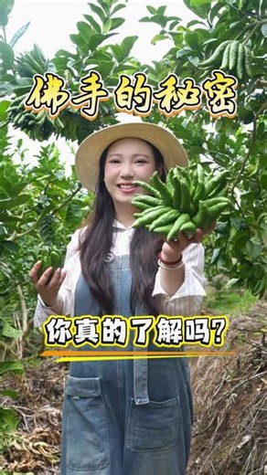 姐妹们期盼已久的佛手柑，它来了！！！#新鲜采摘佛手 #佛手#佛手果