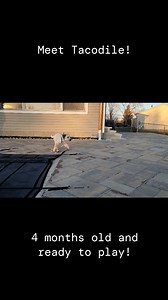 Meet Tacodile! This four month old Heeler/Shepherd mix is sure to steal your heart. Tacodile is currently located in the Cincinnati area. Falling in love? Apply to adopt via the link in our bio! | Louie's Legacy Animal Rescue