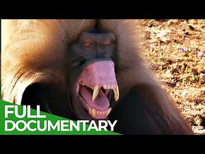 Wild Winners | Episode 3: Planet of the Primates | Free Documentary Nature