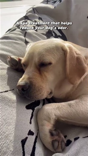 How to use a dog grooming tool without hurting your dog.