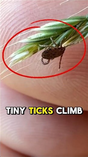 How Ticks Climb Onto Humans Without You Noticing😨😨