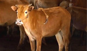Mutant cow born with FIVE legs