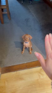 Throwback to Louis showing off his tricks at 8 weeks old 🥹 Vizsla’s are such clever pups 🧡 #CuteDogMoments #puppytrainingclasses #fblifestyle #vizslapuppy | Katy Thomas