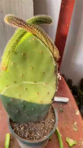 Cactus Garden | Useful tips for cactus 🪴 #cactus #cacti | Instagram