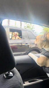 1.3M views · 6.1K reactions | Google translate | Funny Now | Facebook