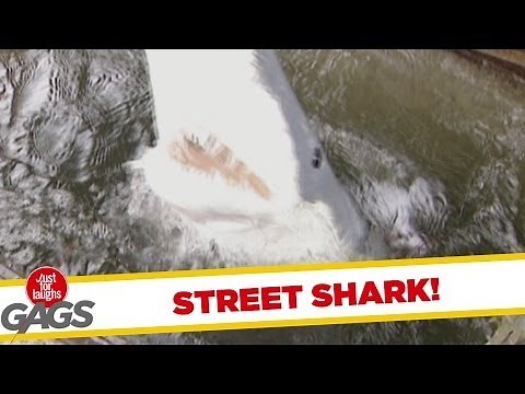 Street Shark Attack!