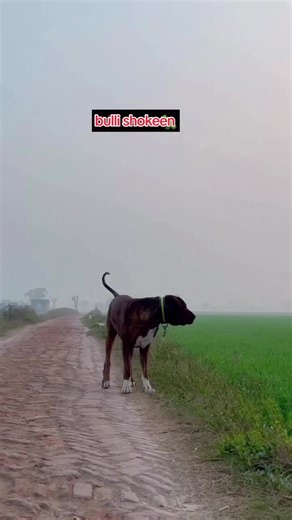 Explore Bulli Shokeen: The Rising Star in Dog Influencers