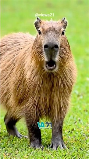 Video of a Capybara sounds!😮 #Shorts #YouTubeShorts