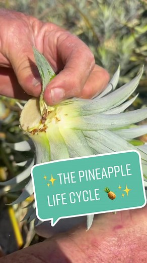 Exploring the Fascinating Life Cycle of Pineapples