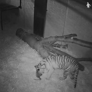 26K views · 834 reactions | Welcome Dharma!  At just under 2 years old this beautiful Sumatran tiger has arrived here at Edinburgh Zoo from Fota Wildlife Park in Ireland. Viewing is restricted while Dharma is settling in, but visitors can still see male tiger Jambi in our state of the art #TigerTracks enclosure: https://www.edinburghzoo.org.uk/tigertracks | Edinburgh Zoo | Facebook