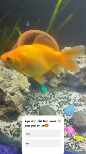 Aquarium Fish Care & Breeding Tips | Lucknow Fish Lovers Join Here #aquariumfish #fishkeeping