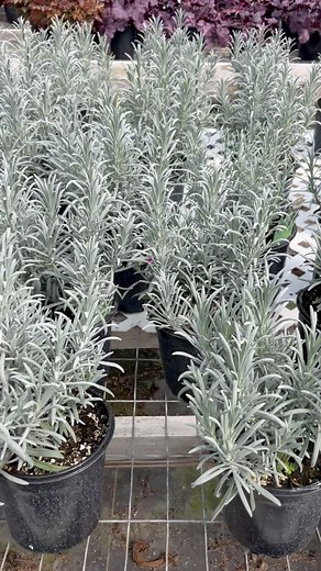 Lavender!!!❤️ #WellsNursery #plantsgrownwithlove #perennials #lavender | Wells Nursery