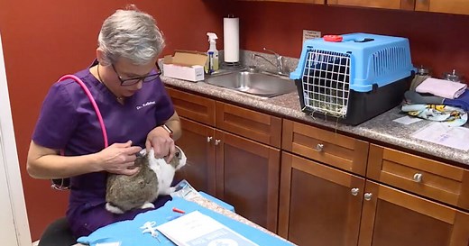 Bunnies get vaccinated against rabbit hemorrhagic disease