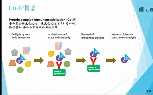 实验万事屋——分子生物学中级：免疫共沉淀 CO-IP CHIP