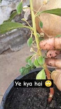 ☘️What is growing in the balsam plant 😱😱balsam plant ☘️ #gardening #gardenseeds