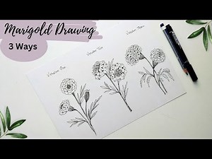 3 different ways to draw different Marigold flowers. Marigold flower drawing|sketching.