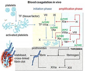 Coagulation - Alchetron, The Free Social Encyclopedia