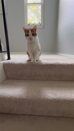 My 20-year-old cat wake up and sitting on the stairs, meowing at me to come over.